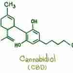 CBD Cannabinoids