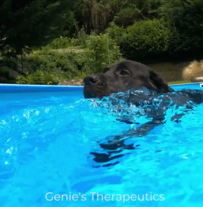 Swimming Tips for Dogs