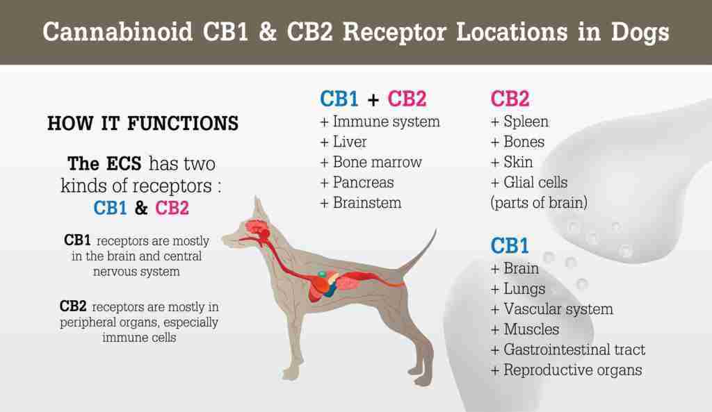 The Positive Effects of CBD on Dogs