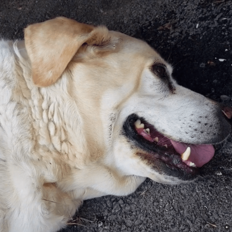 Cool Off, What is Heatstroke in Dogs (and 10 Tips to Prevent It)