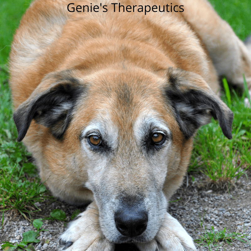 Canine osteoarthritis