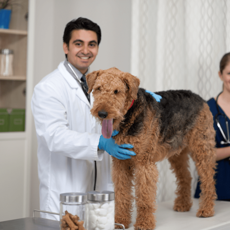 CBD For Dog Pain: The Promising Effects