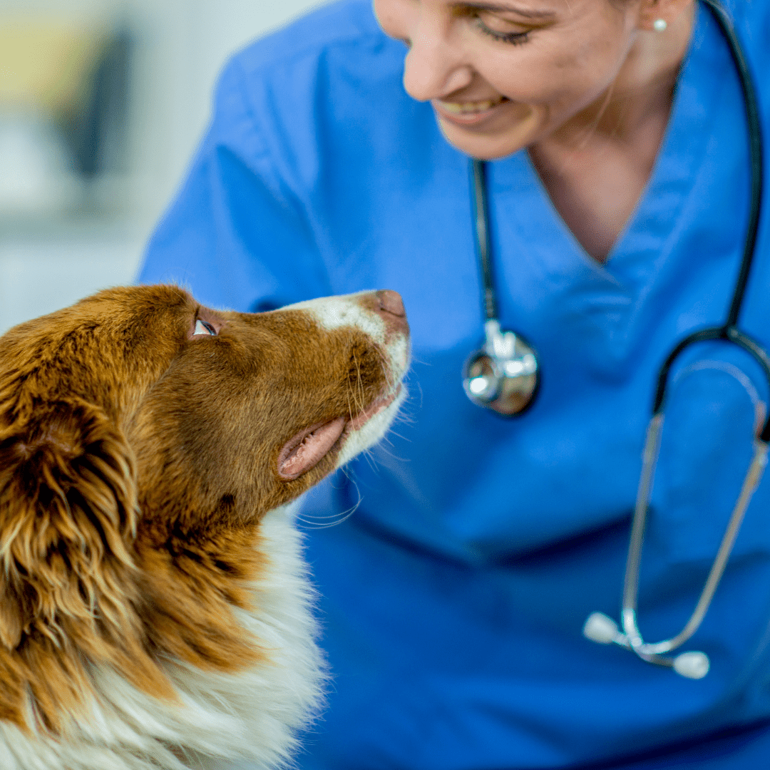 Veterinary Care Dog Nervous