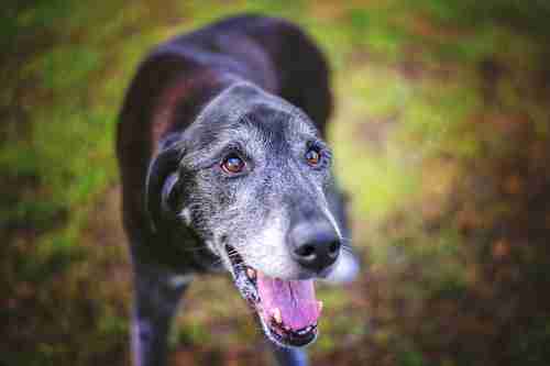 CBD For Senior Dogs – The exciting news