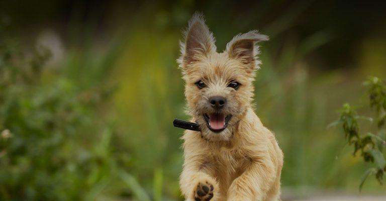 Choosing Dog Supplements: The Five Most Important Considerations