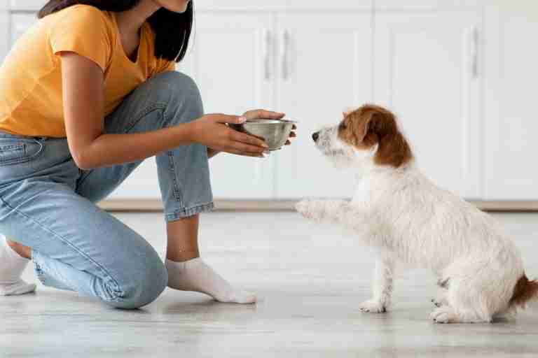 The Definitive Dog Food Guide To Choosing The Best Food For Your Furry Friend