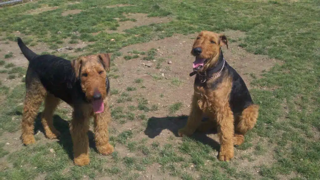 are airedale terriers good family pets