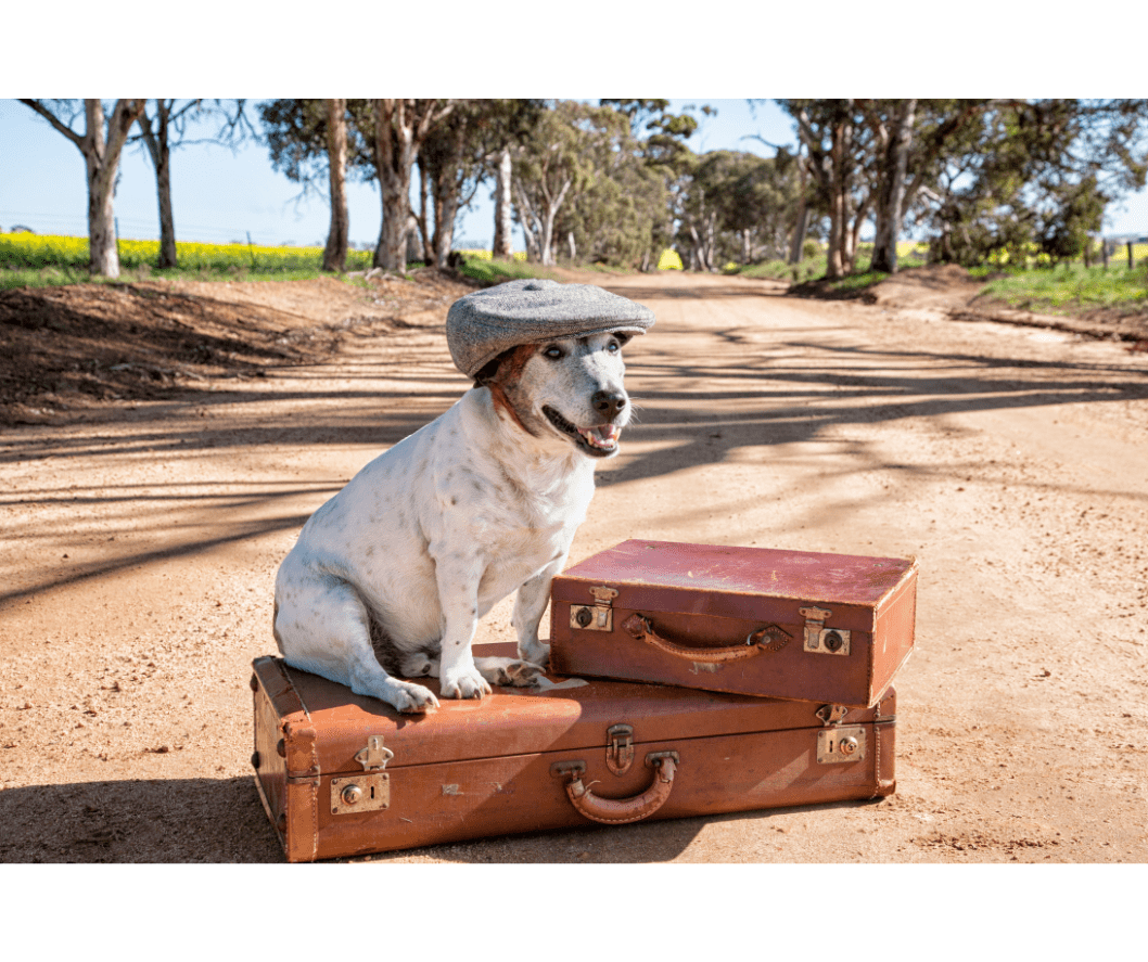 Traveling With Your Dog