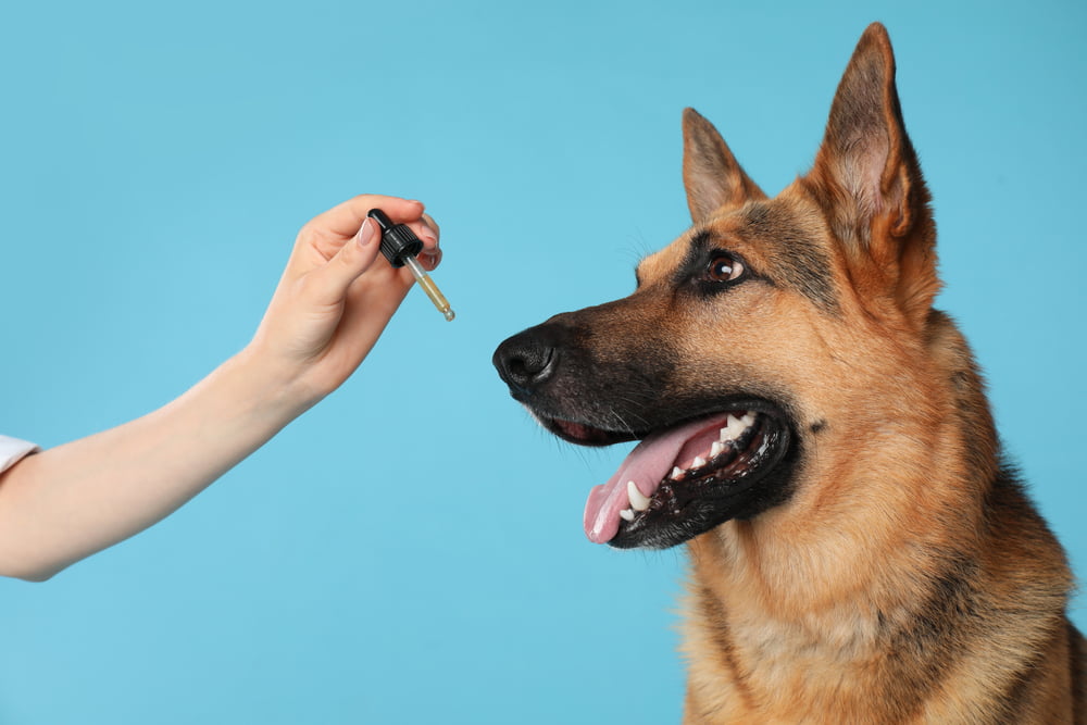 CBD Dosage For Dogs