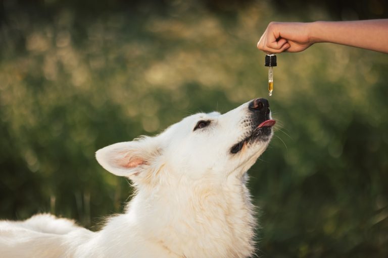 The Different Types Of CBD Products For Dogs: Which one is right for your pup?