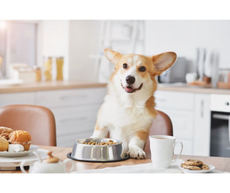 Dog Nutrition: Seven Important Tips for a Balanced Diet