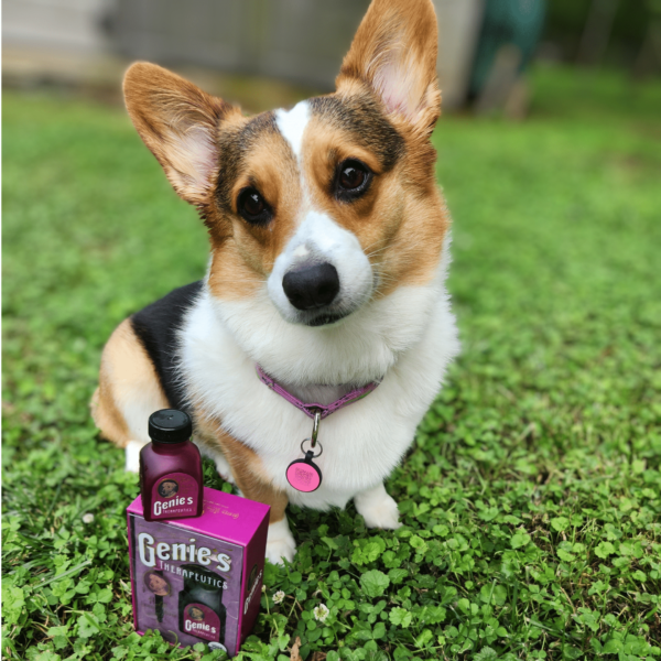 Best CBD For Dogs