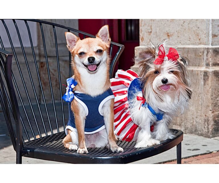 Fourth of July? Keep Your Pup Super Calm and Happy on July 4th.