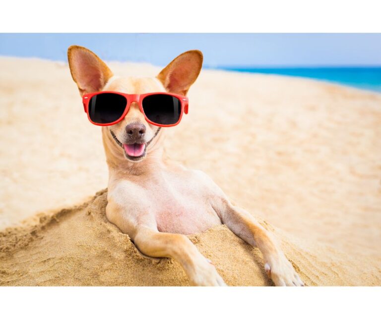 The Top Six Ways to Keep Your Dog Cool During The Hot Summer