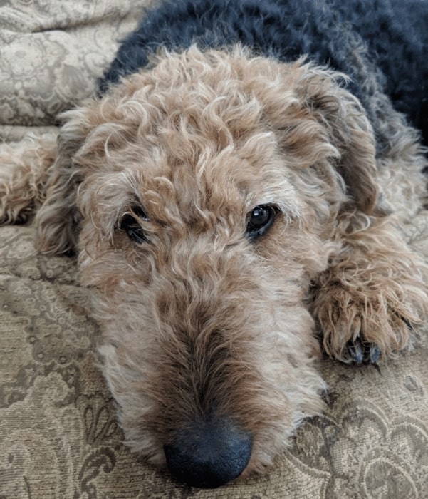 Beautiful Trooper Airedale Common Health Issues