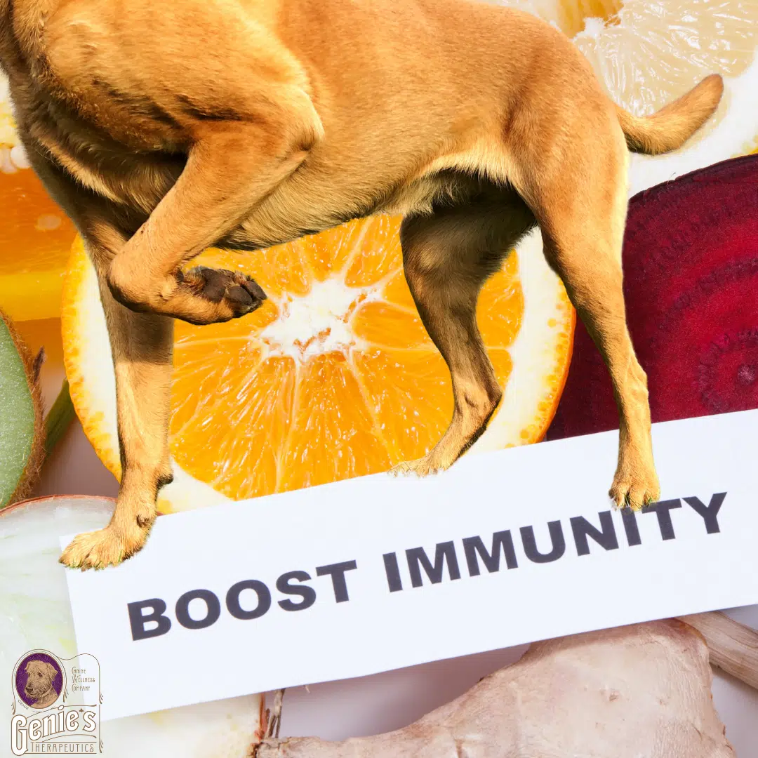 Immune Support for Dogs