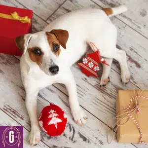 gift guide for dogs